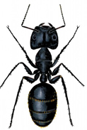 CARPENTER-ANT