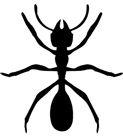 black-ant