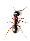 coastal-brown-ant